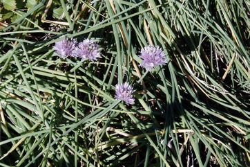 Chives, Onion chives