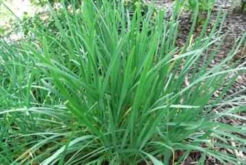 Chives, Onion chives