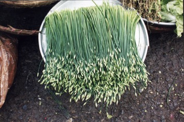 Garlic chives, Chinese chives