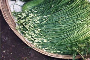 Garlic chives, Chinese chives