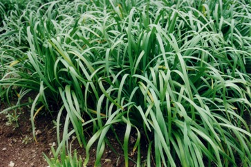 Garlic chives, Chinese chives
