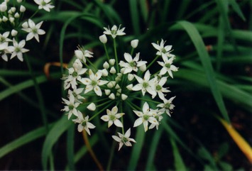 Garlic chives, Chinese chives