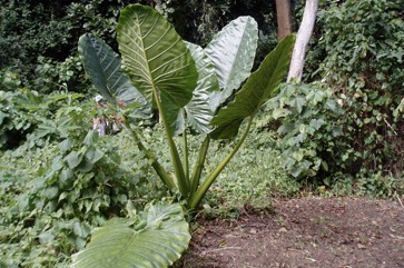Giant taro