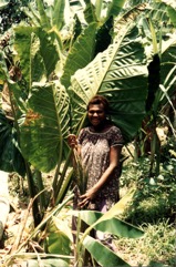 Giant taro