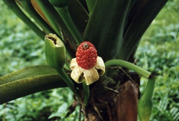 Giant taro