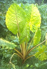 Giant taro
