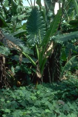 Giant taro
