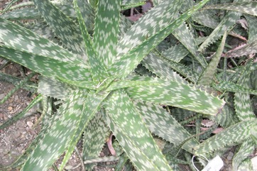 Broad-leaved Aloe