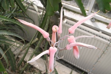 Broad-leaved Aloe