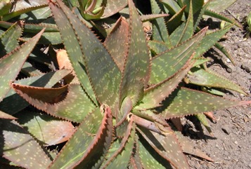 Broad-leaved Aloe