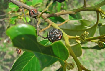 Soap tree, Red Ash, Red Almond, Leather jacket