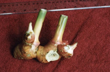 Greater galangal