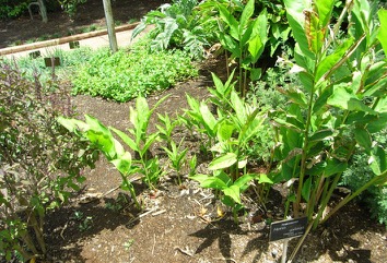 Greater galangal