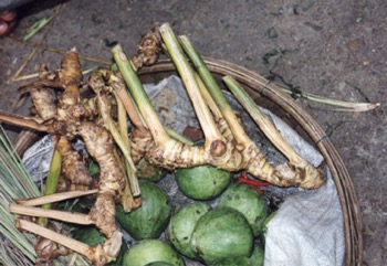Greater galangal