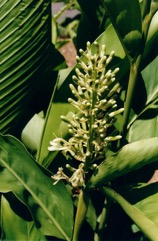 Greater galangal