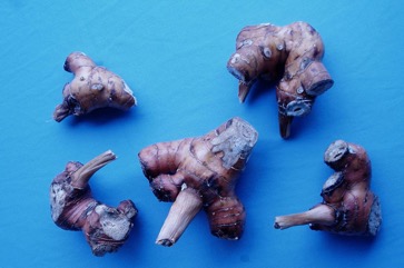Greater galangal