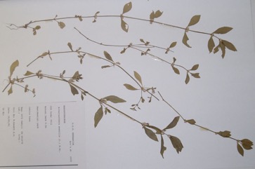 Lotus-seed Herb, Joyweed