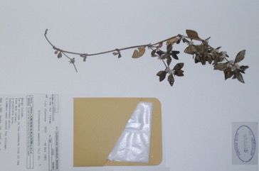 Lotus-seed Herb, Joyweed