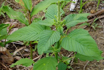 Grain Amaranth
