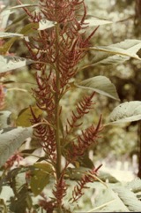 Grain Amaranth