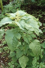 Grain Amaranth