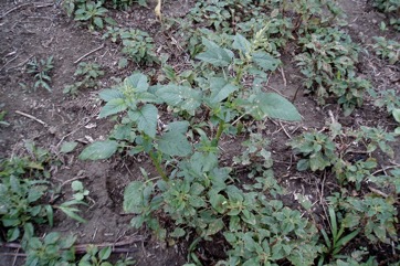 Grain Amaranth