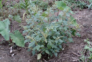Purple amaranth, Red amaranth
