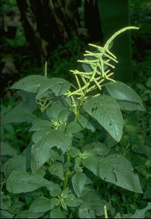 Purple amaranth, Red amaranth