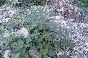 Purple amaranth, Red amaranth