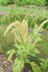 Purple amaranth, Red amaranth