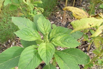 Purple amaranth, Red amaranth