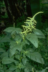 Spleen amaranth
