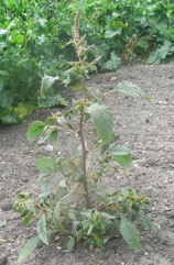 Prickly amaranth, Spiny Pigweed