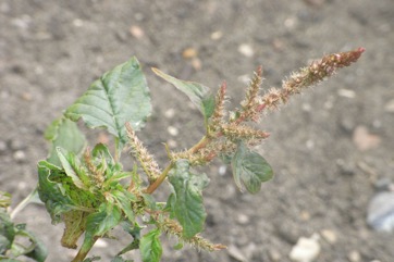 Prickly amaranth, Spiny Pigweed