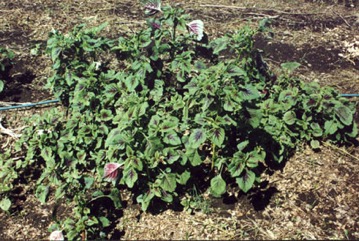Chinese amaranth, Red amaranth