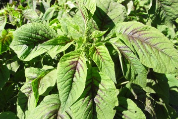 Chinese amaranth, Red amaranth