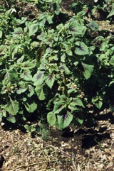 Chinese amaranth, Red amaranth