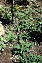 Chinese amaranth, Red amaranth