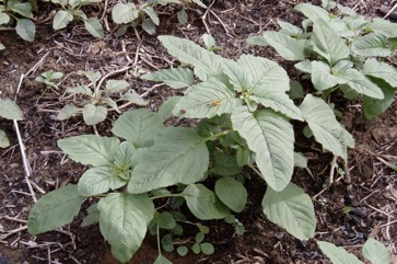 Chinese amaranth, Red amaranth