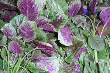 Chinese amaranth, Red amaranth