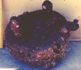 Elephant foot yam