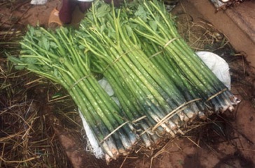 Elephant foot yam