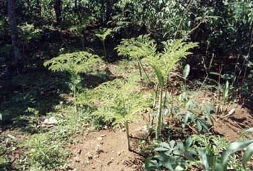 Elephant foot yam
