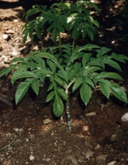 Elephant foot yam
