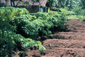 Elephant foot yam