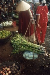 Elephant foot yam