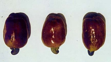 Cashew