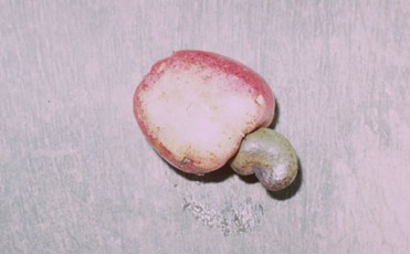 Cashew