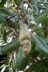 Cashew