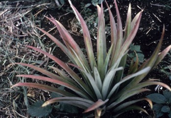 Pineapple